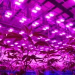 LED Grow Lights