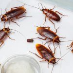 cockroach control service