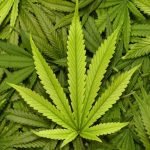 Marijuana Credit Card Processing