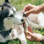 CBD Oil To Treat Separation Anxiety in Dogs