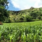 productive land
