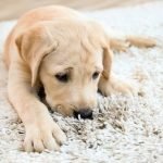 Pets as a Part of Human Life