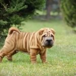 Know About Shar-Pei Puppies