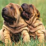 Specialities About Shar-Pei Puppies
